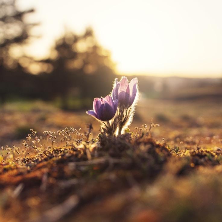 Alpine wilderness scenery